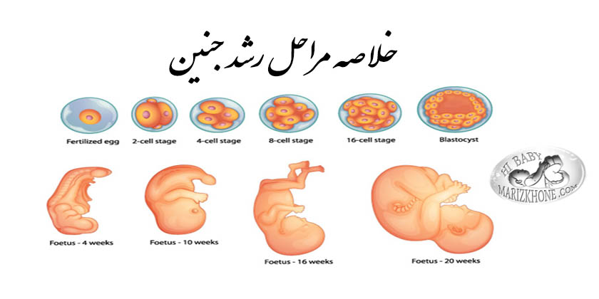 مراحل-رشد-رشد-رشد-جنین-خلاصه-ی-مراحل-رشد-جنین-جنین-نوزاد-مراحل1.jpg